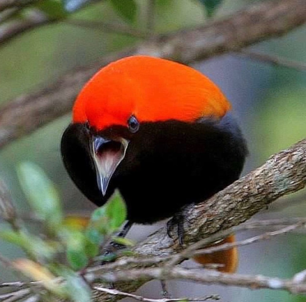 Cnemophilus macgregorii