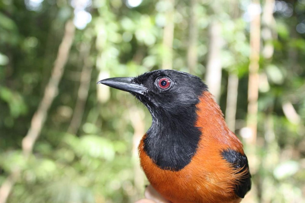 Дроздовая мухоловка питоху