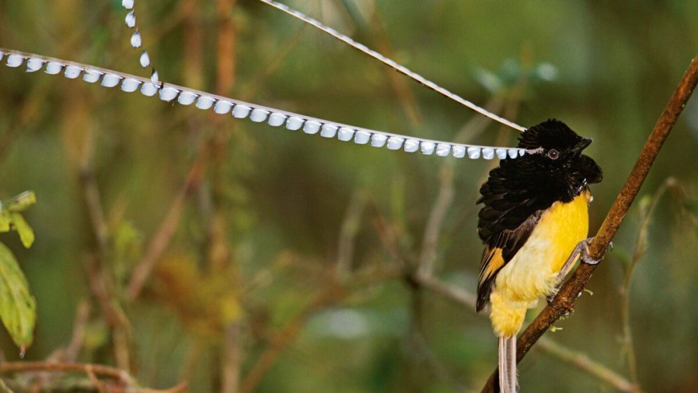 Чешуйчатая Райская птица