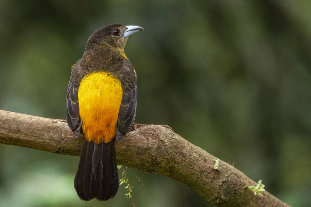 Желтобрюхий танагр