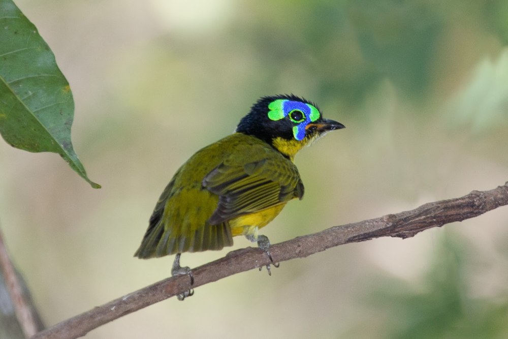 Philepitta schlegeli