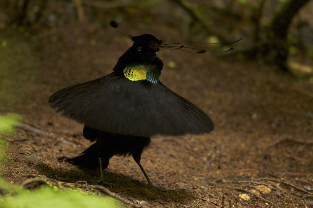 Паротия Берлепша