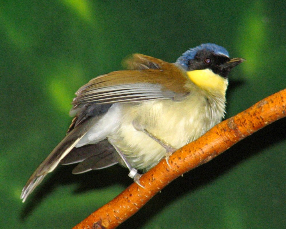 Garrulax rufogularis