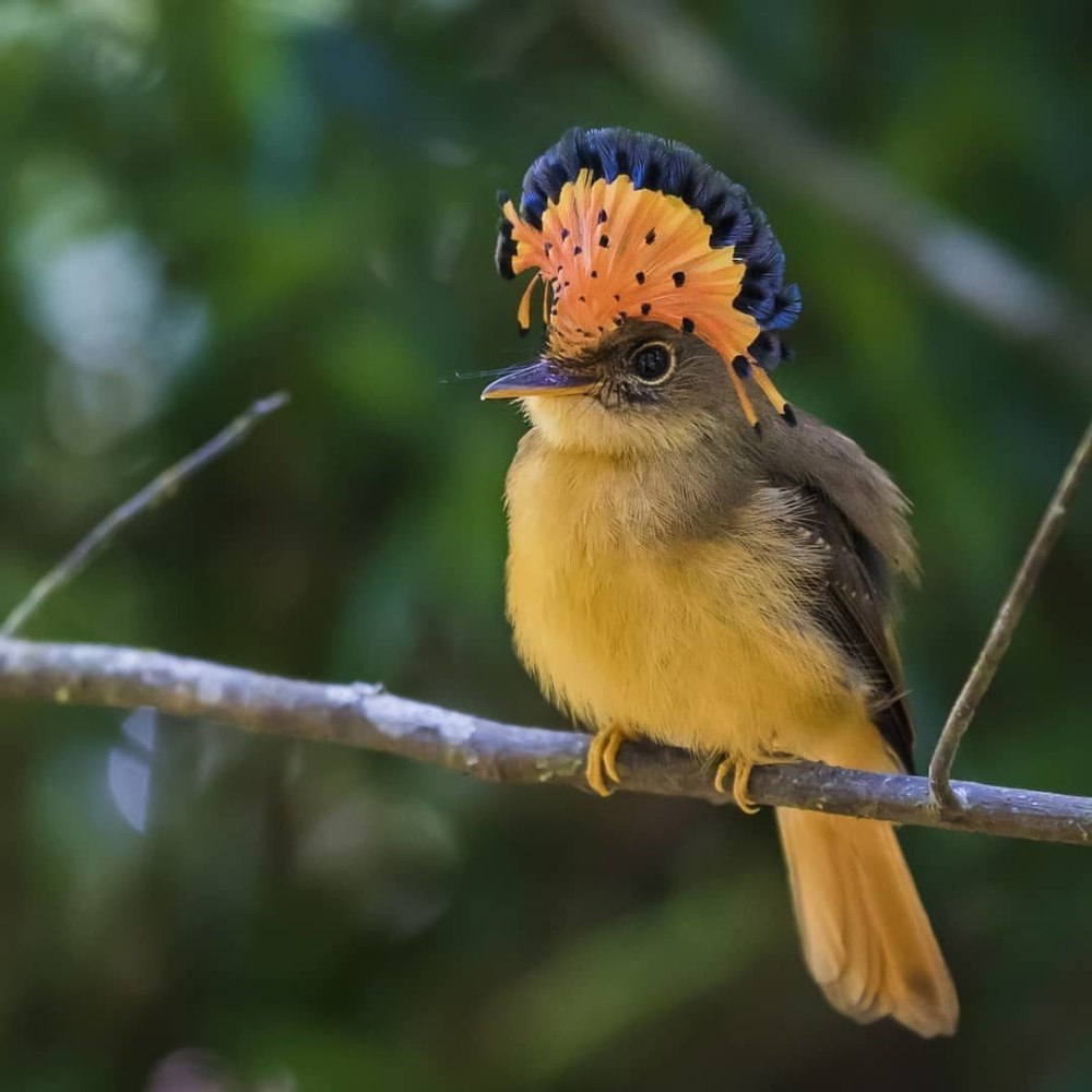 Королевский венценосный мухоед