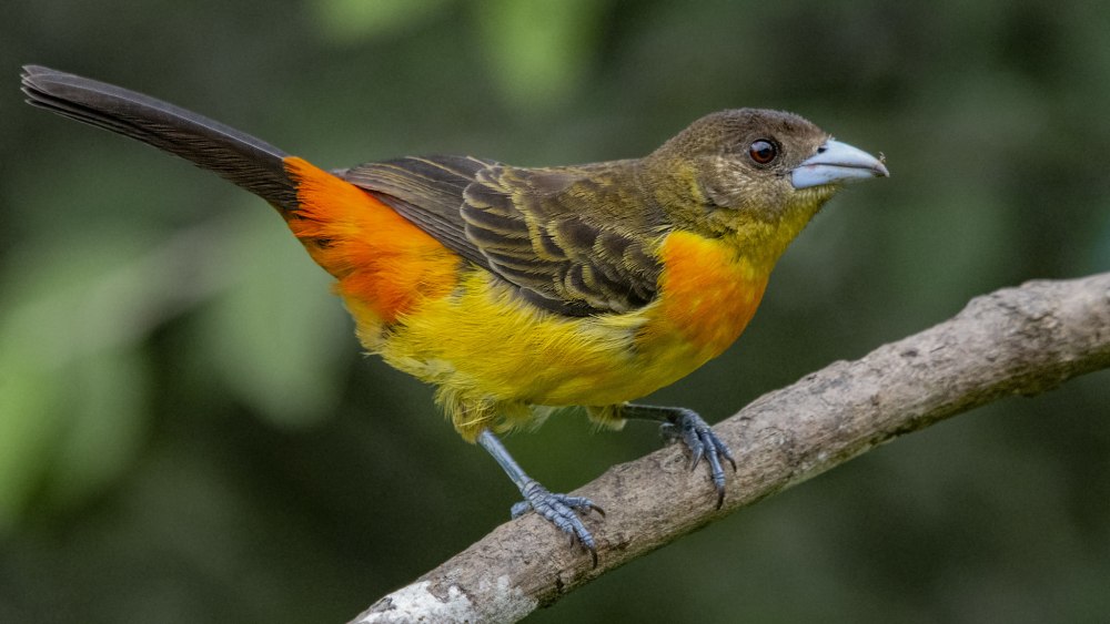 Желтобрюхий танагр