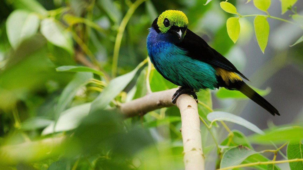 Райская танагра