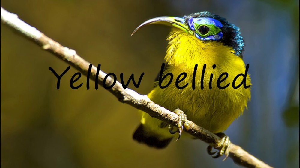 Neodrepanis Coruscans