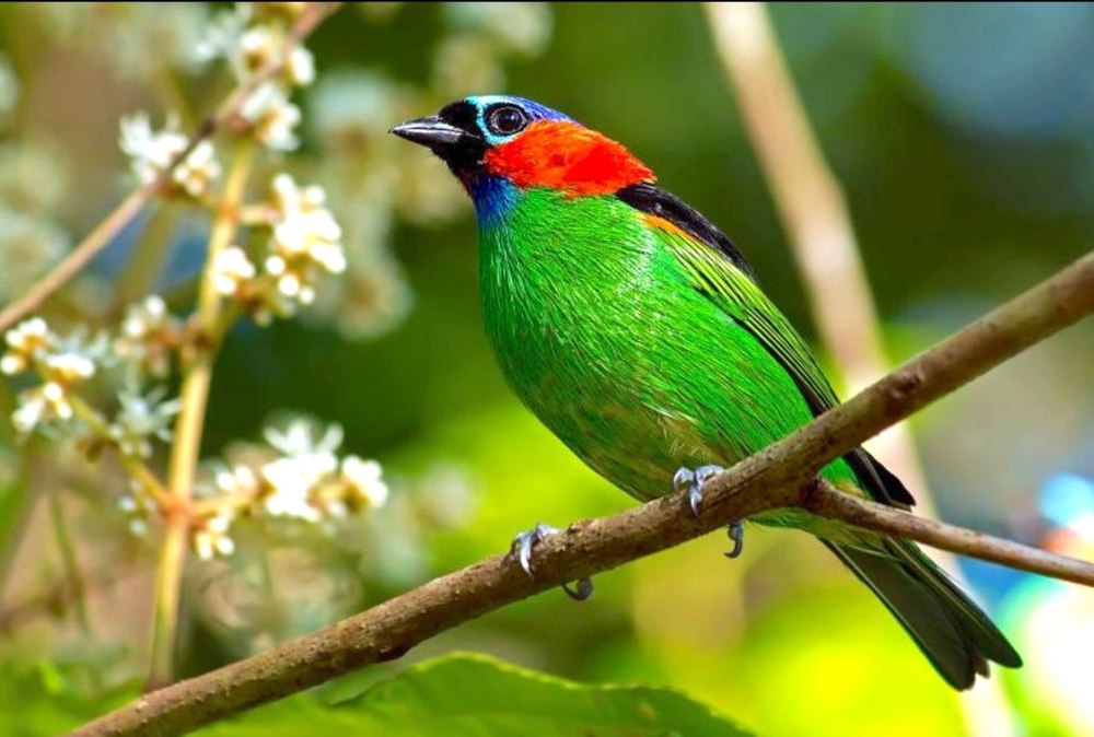 Синешапочная танагра птицы