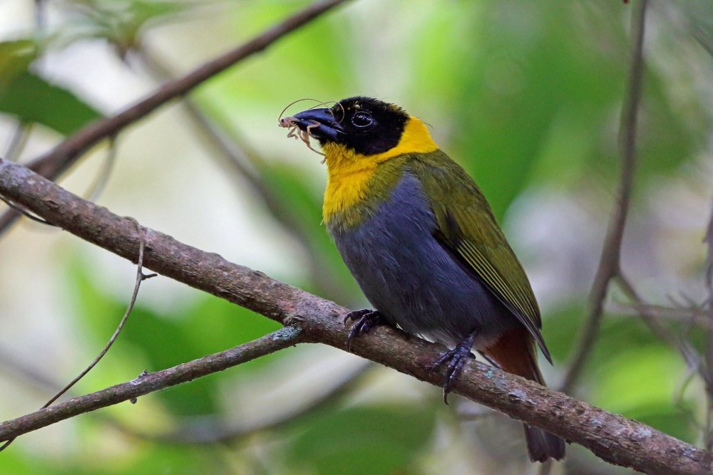 Мадагаскарские птицы