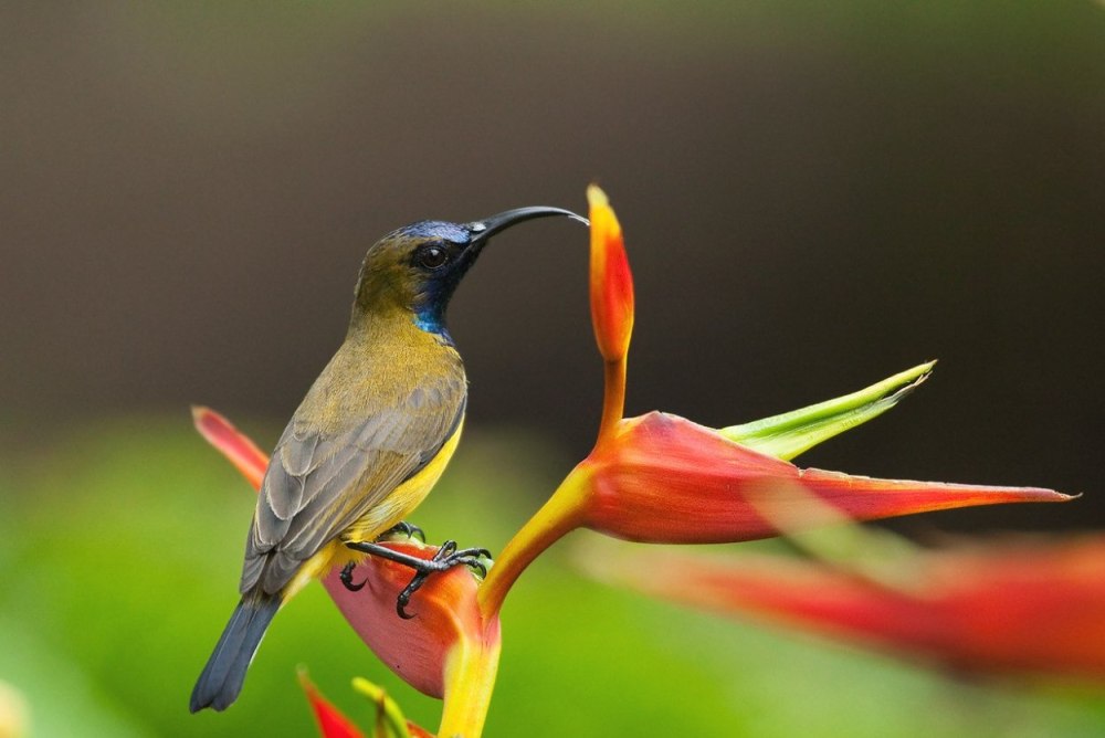 Нектарница птица в Африке