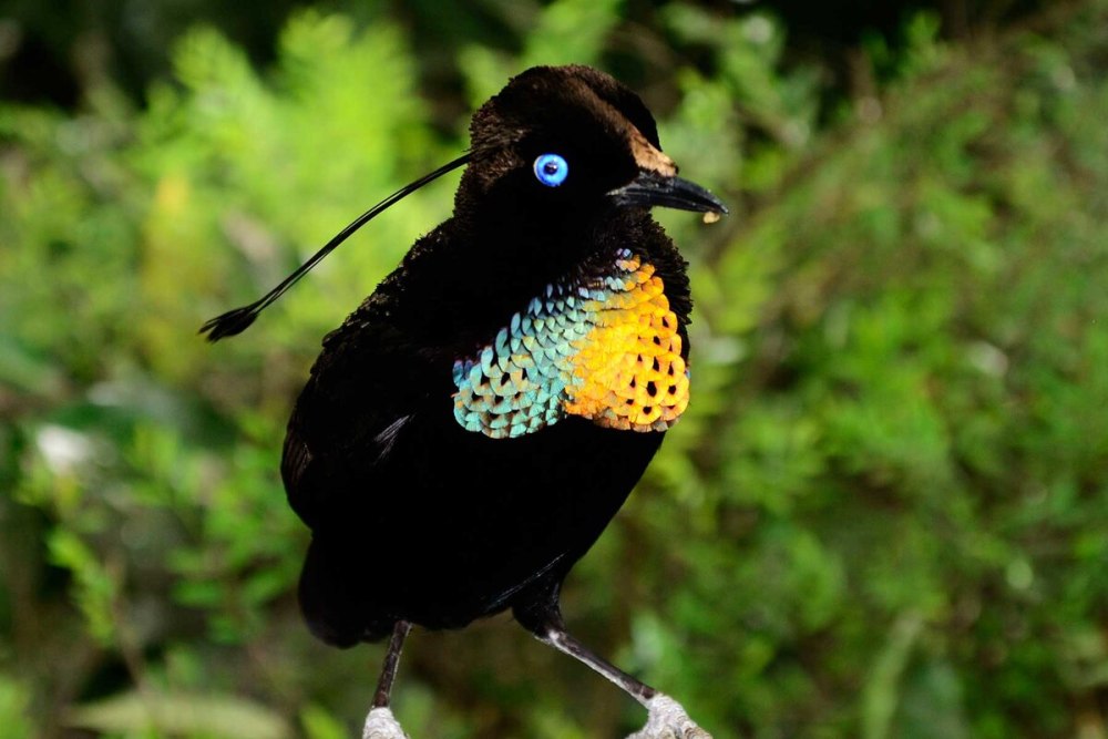 Паротия Берлепша