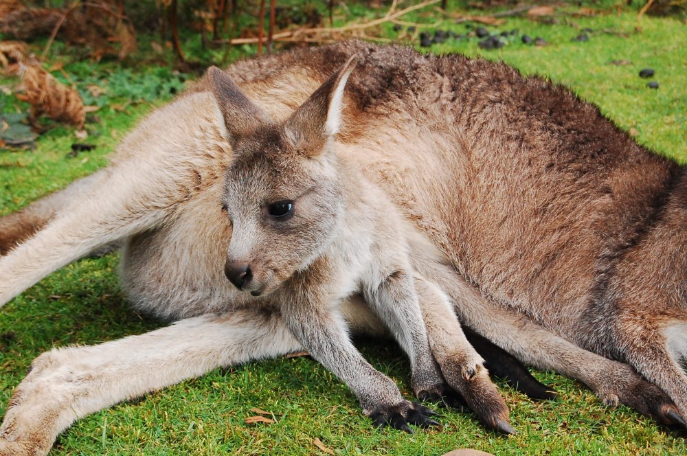 Joey Kangaroo