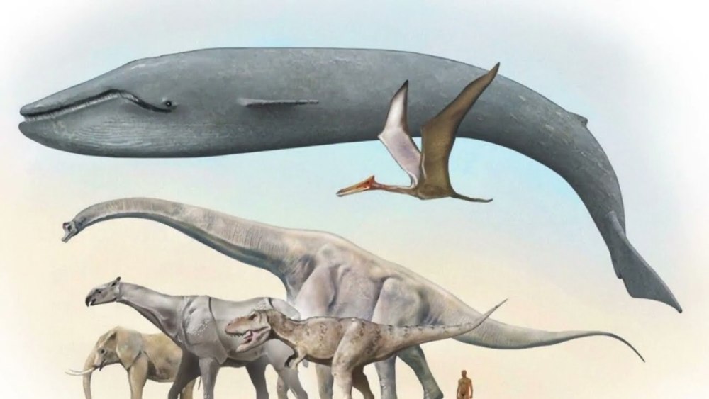 Кит зауропод Argentinosaurus