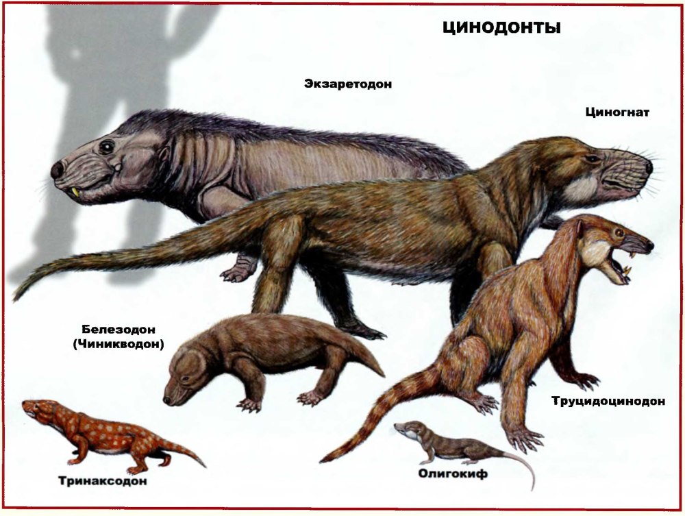 Синапсиды цинодонты