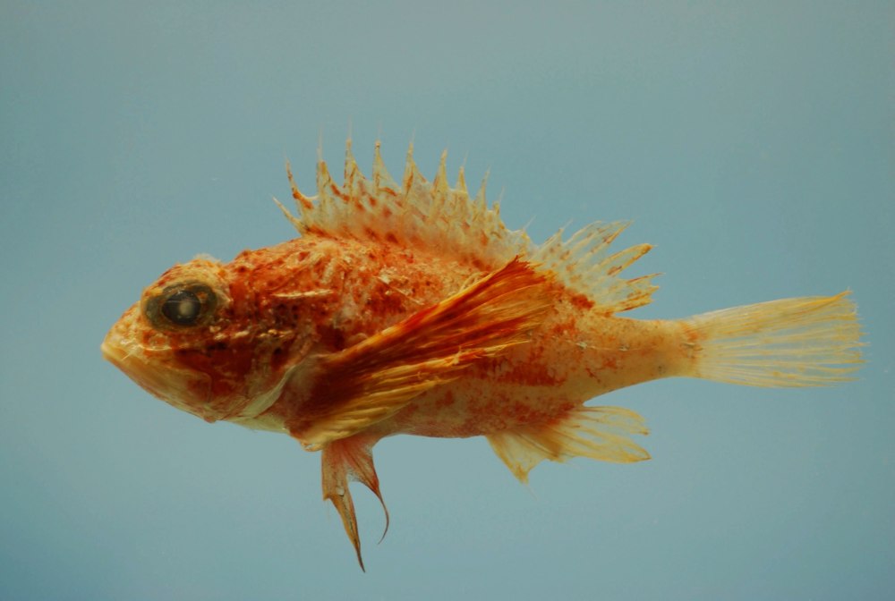 Melliss's scorpionfish (Scorpaena mellissii)