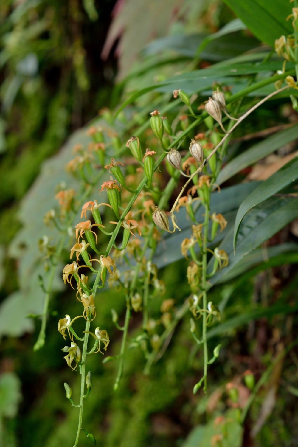 Liparis japonica