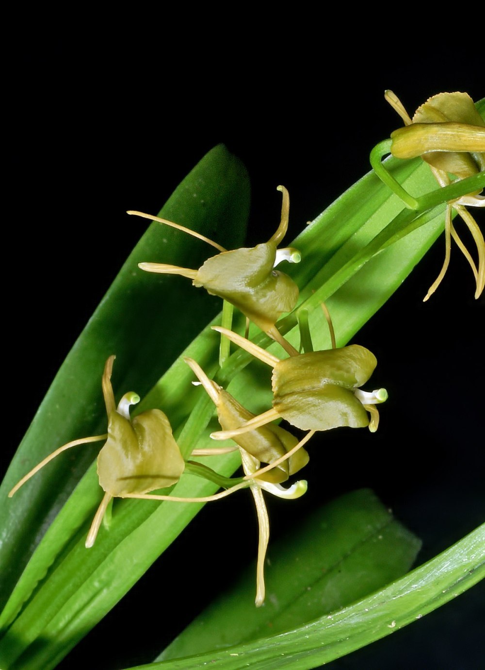 Liparis Liparis