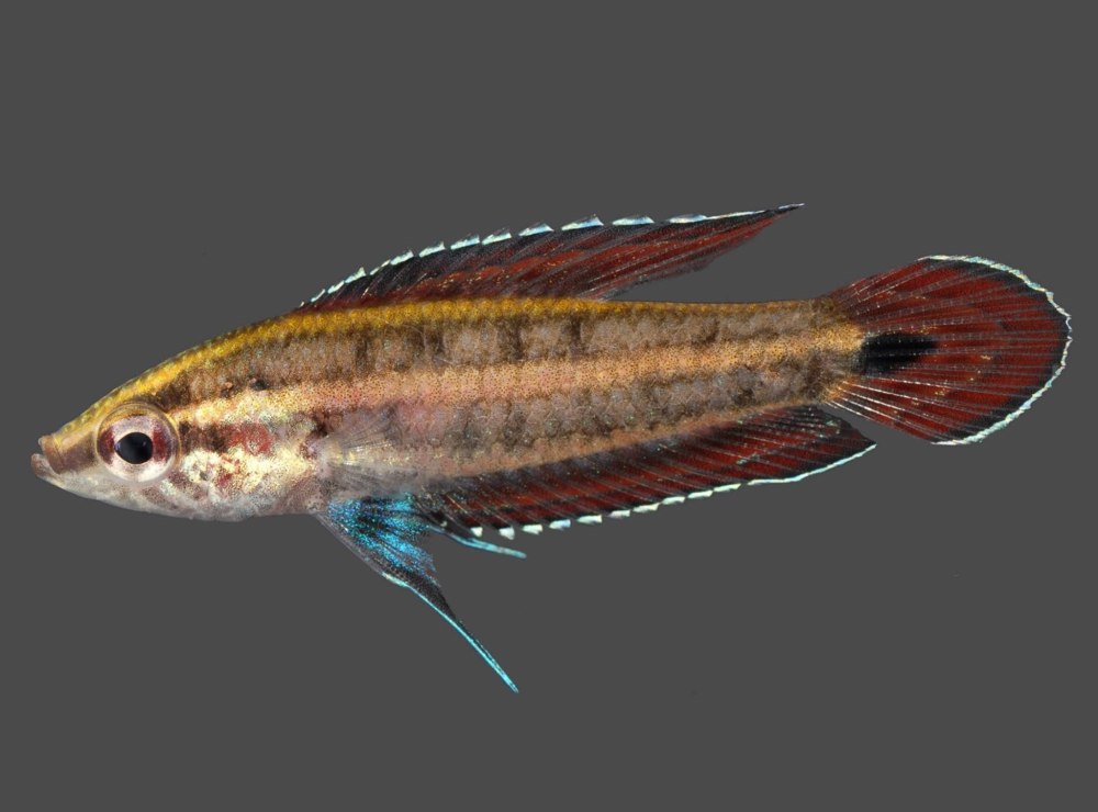 Parosphromenus ornaticauda
