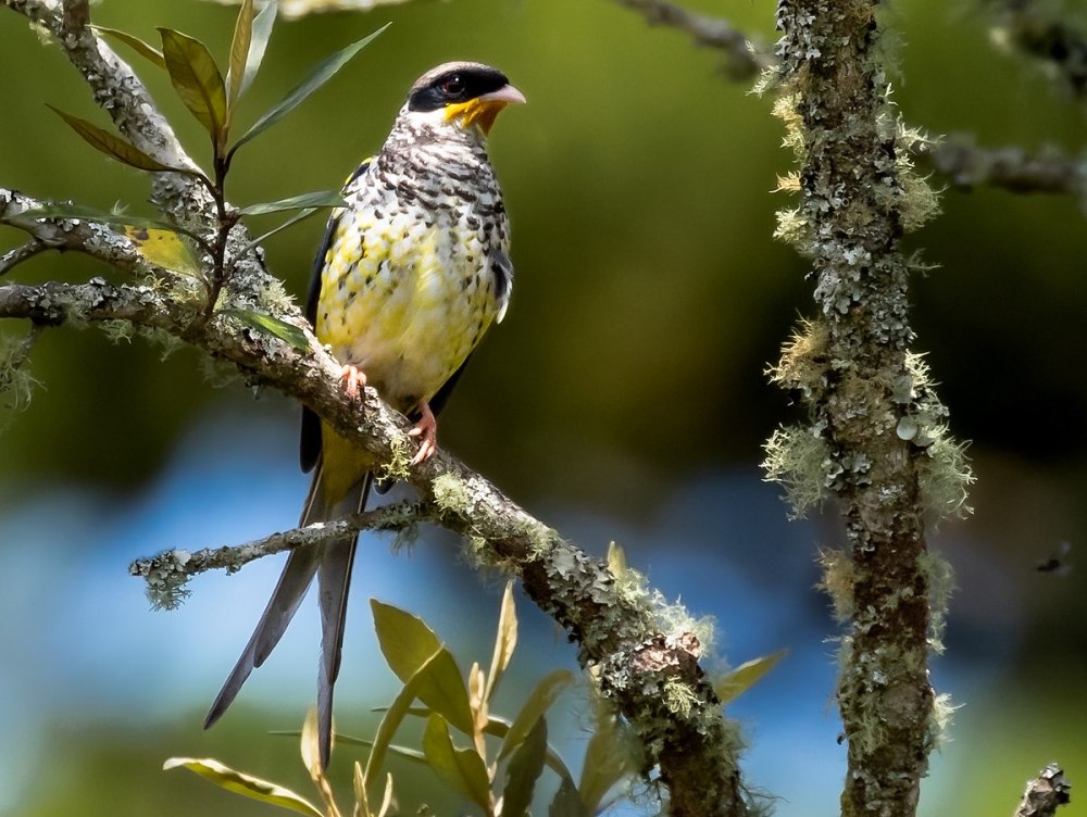 Anairetes flavirostris