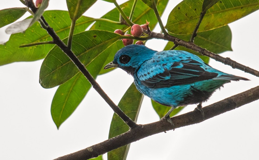 Blue Cotinga