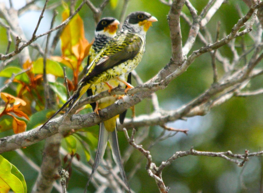 Phibalura flavirostris
