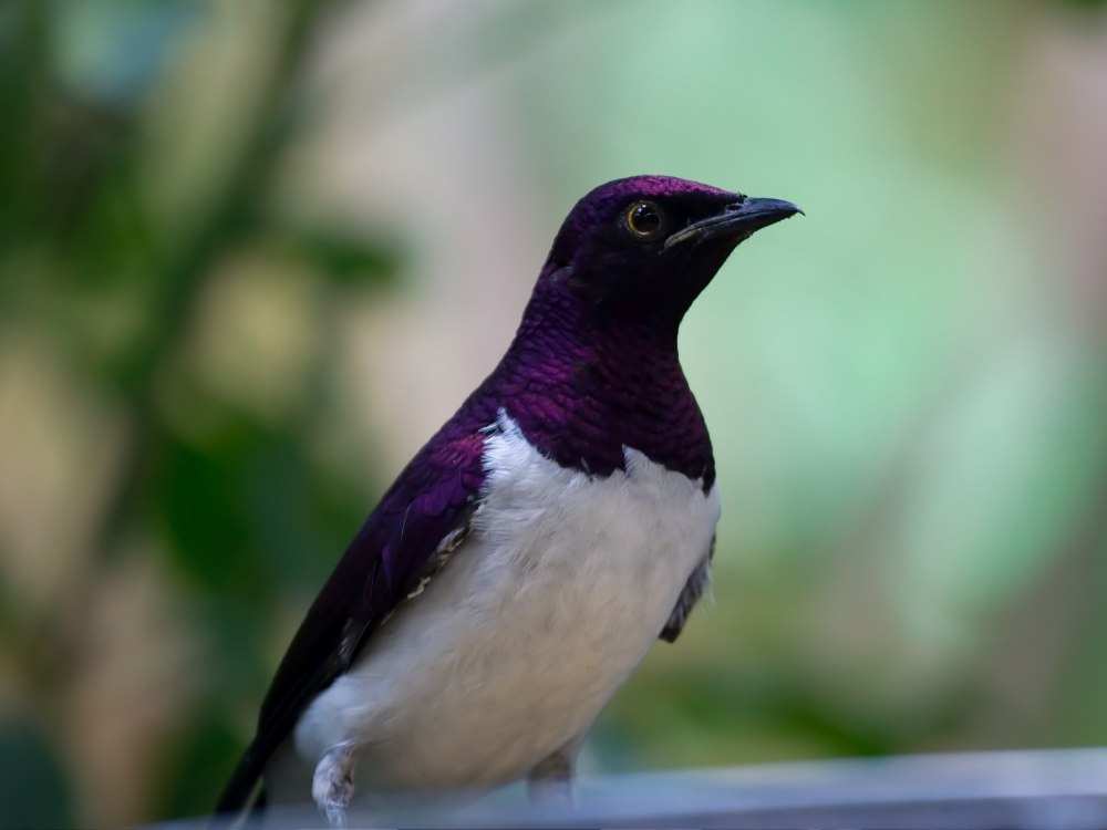 Purple Starling