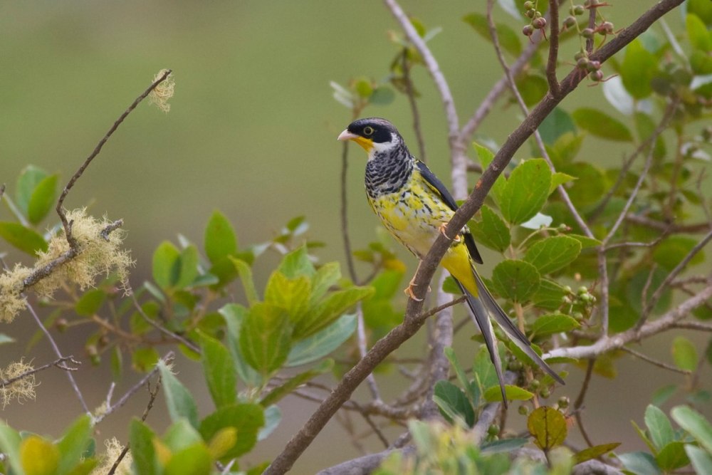 (C. flavirostris),