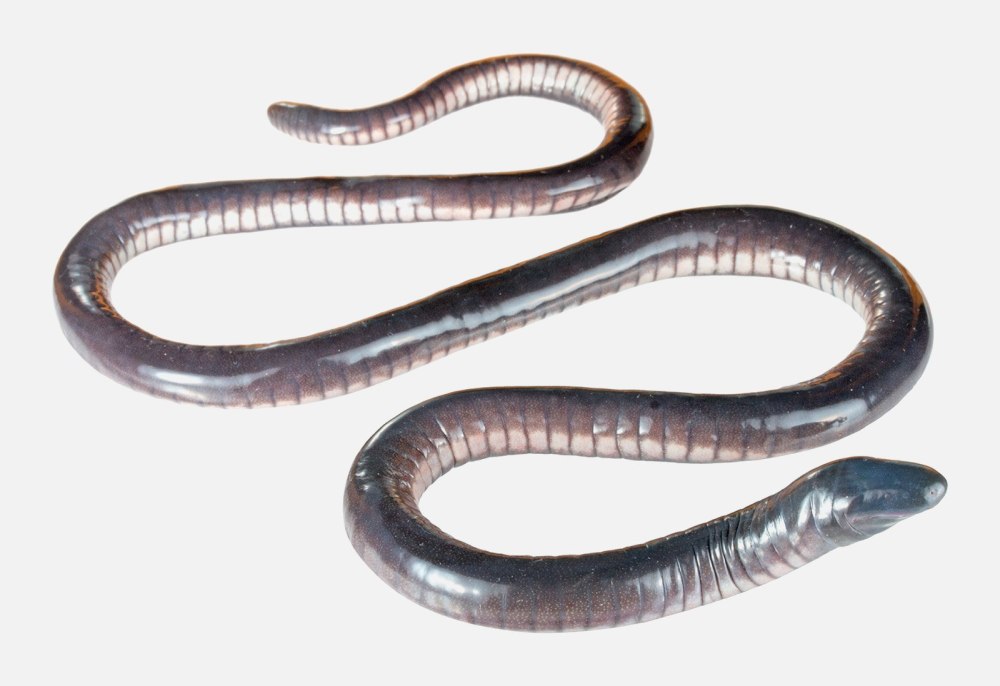 Червяга Microcaecilia dermatophaga)