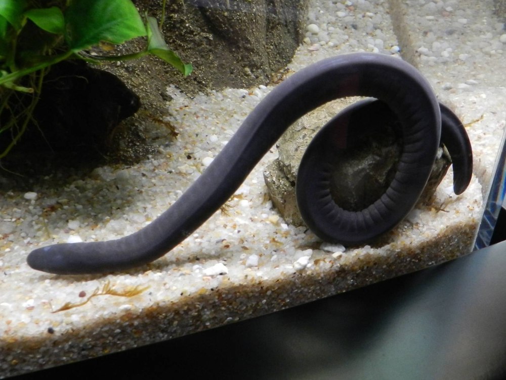 Typhlonectes Natans