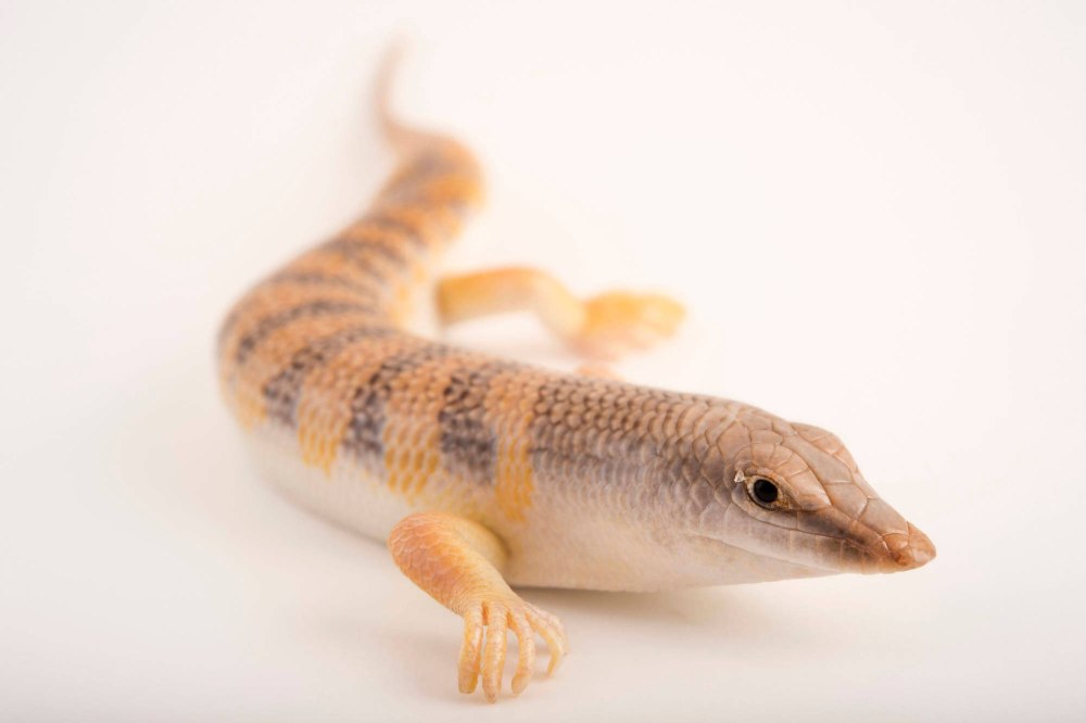 Sandfish (scincus scincus)