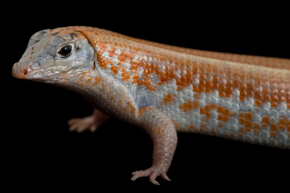 Tracheloptychus petersi