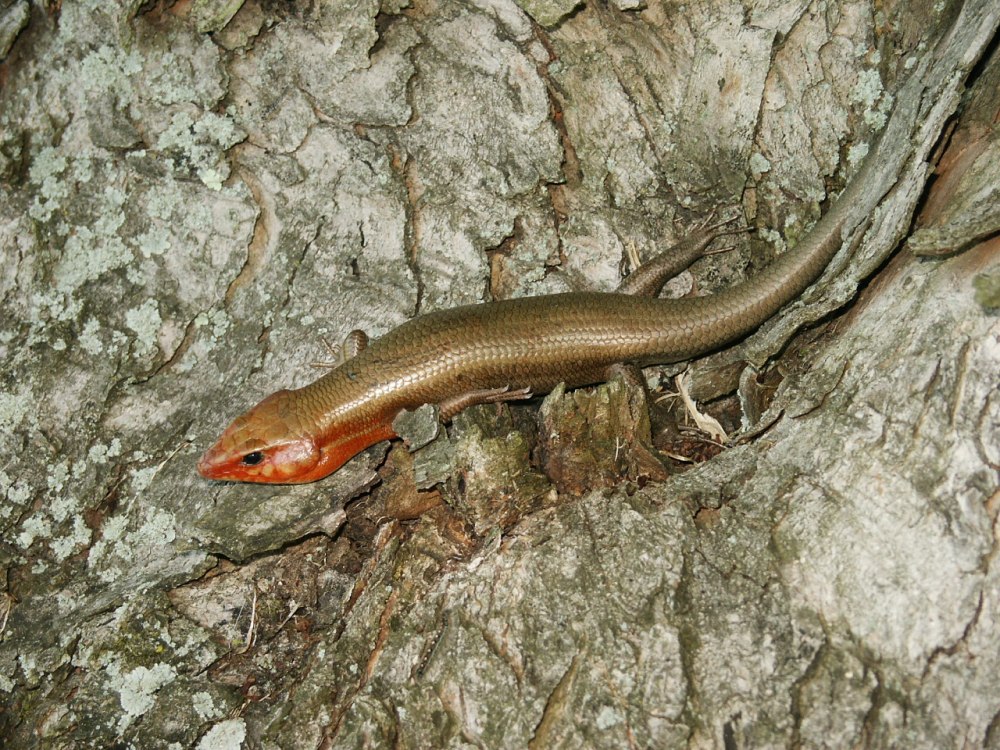 Plestiodon longirostris