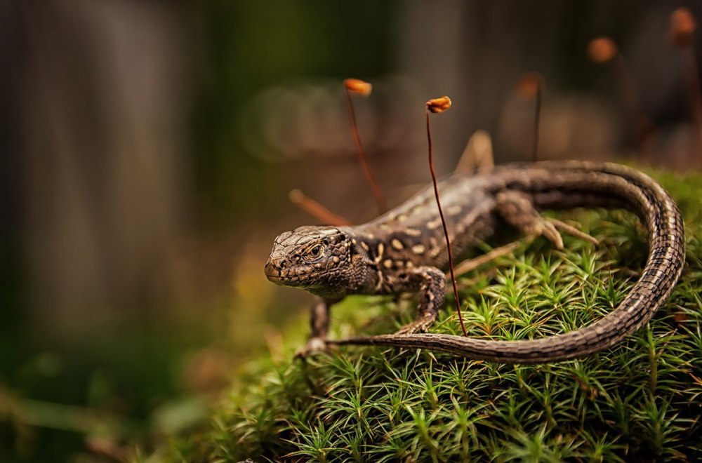 Луговая ящерица