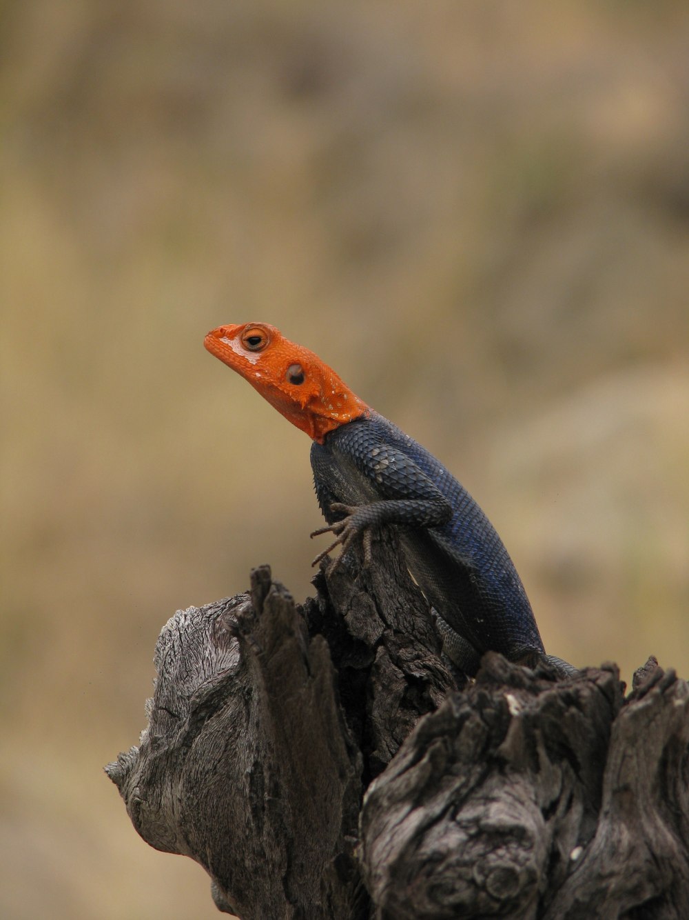 Трёхлинейчатая ящерица