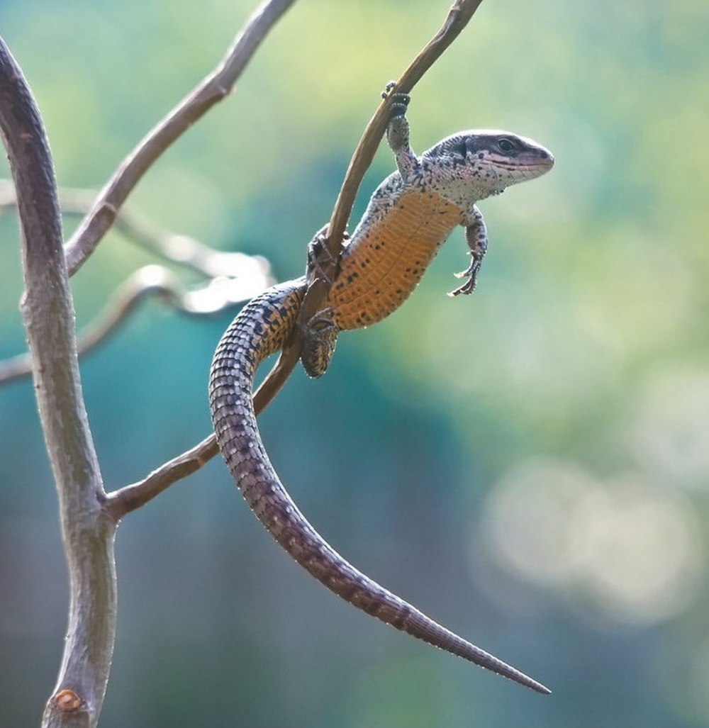 Цепкохвостый сцинк