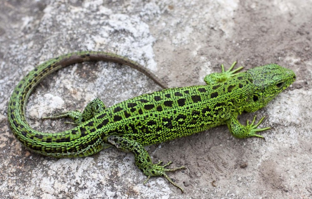 Ящерица прыткая Грузинская