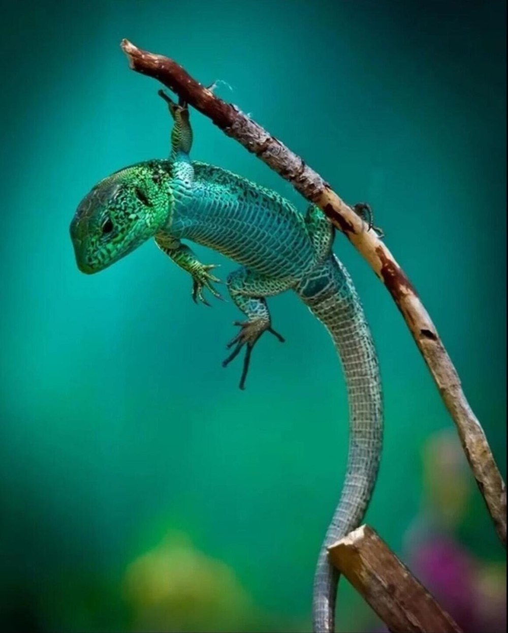 Варан геккон игуана