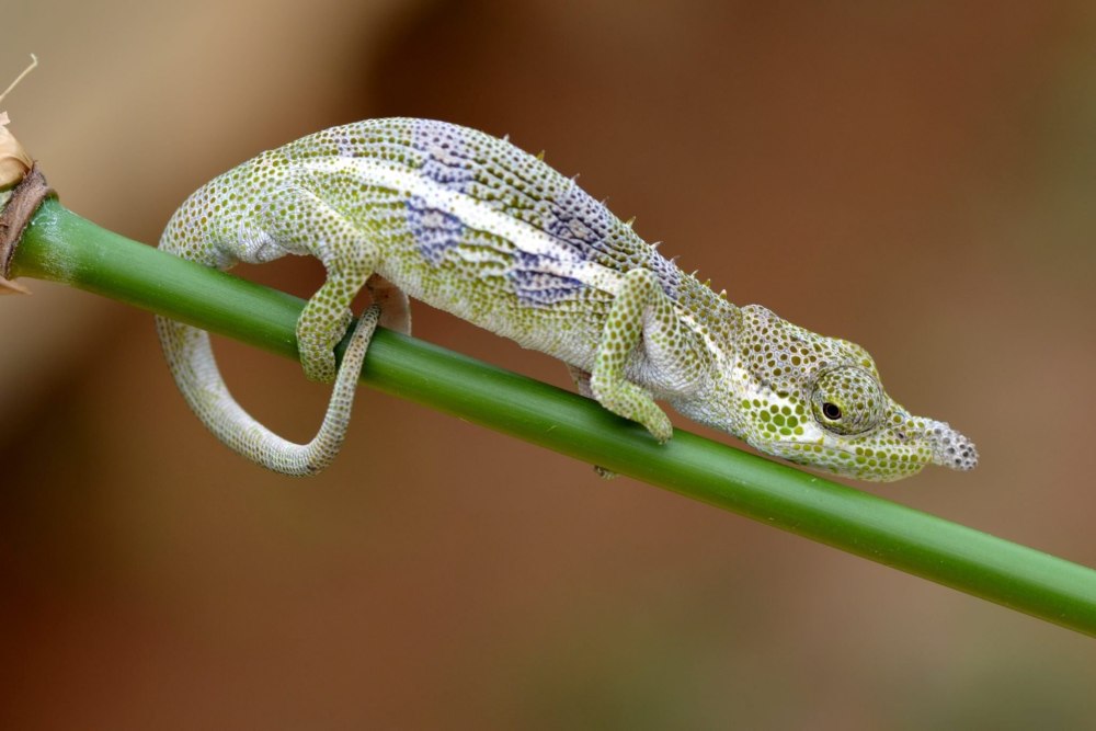 Живородящая ящерица самец