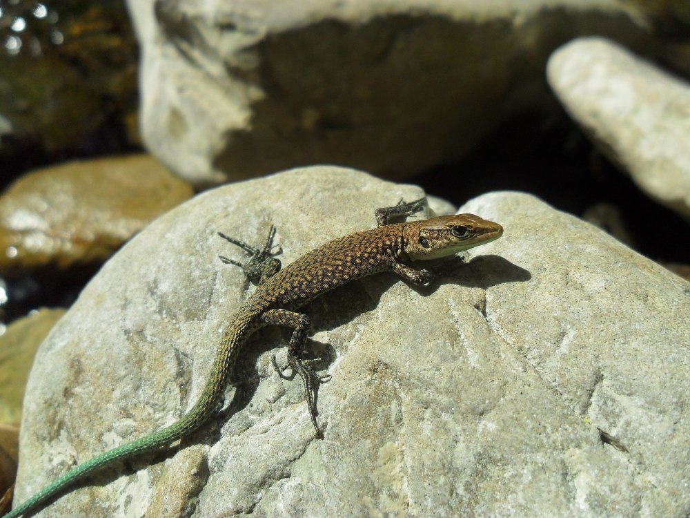 Кавказская Скалистая ящерица