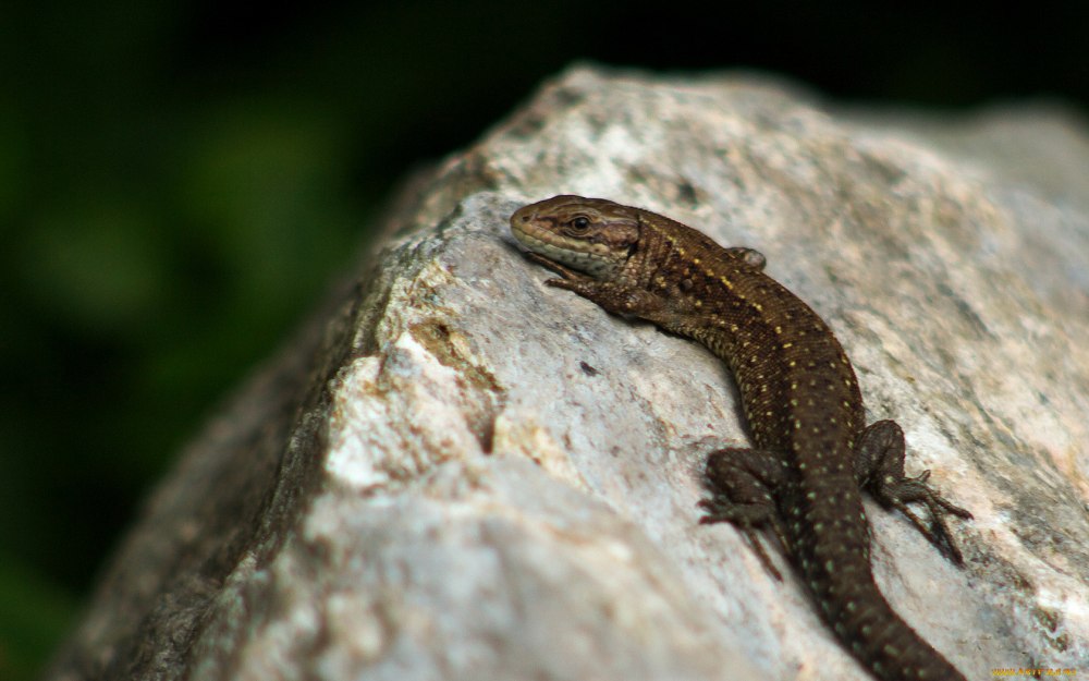 Прыткая и живородящая ящерицы