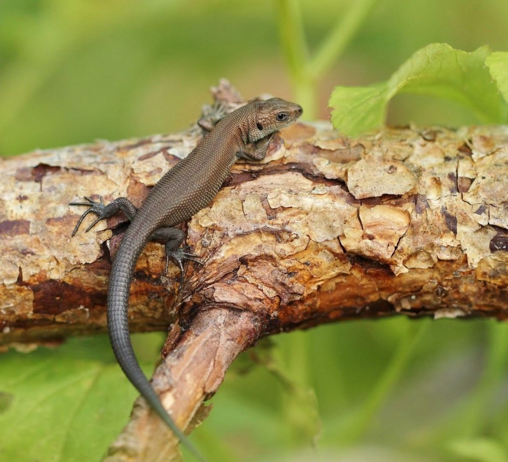 Ящерица прыткая Тритон