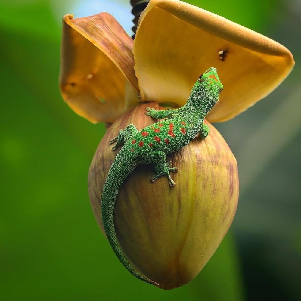 Драко Воланс ящерица