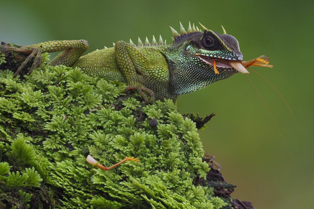 Acanthosaura nataliae