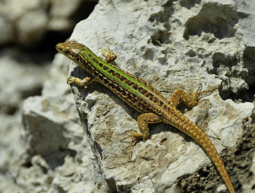 Обыкновенная стенная ящерица