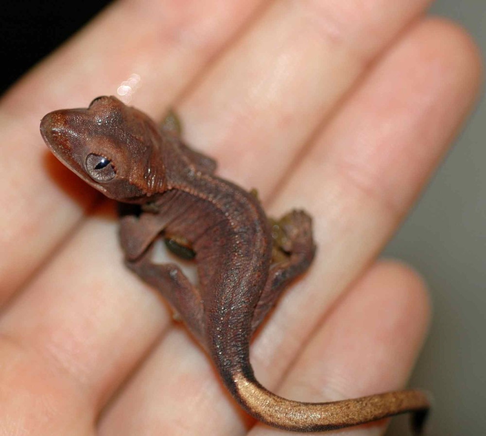 Карликовый геккон (Sphaerodactylus ariasae)