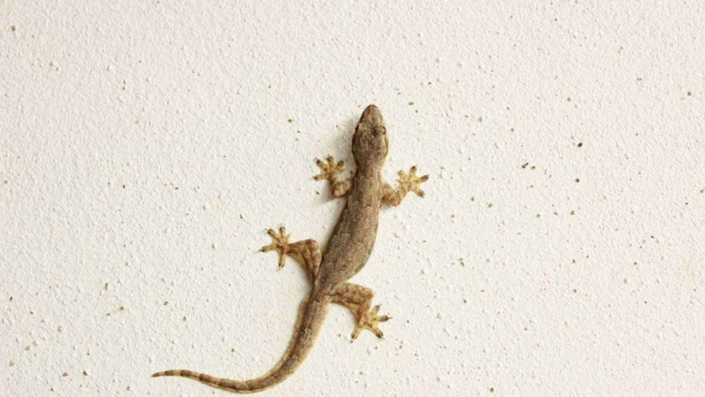 Геккон ползет по стене