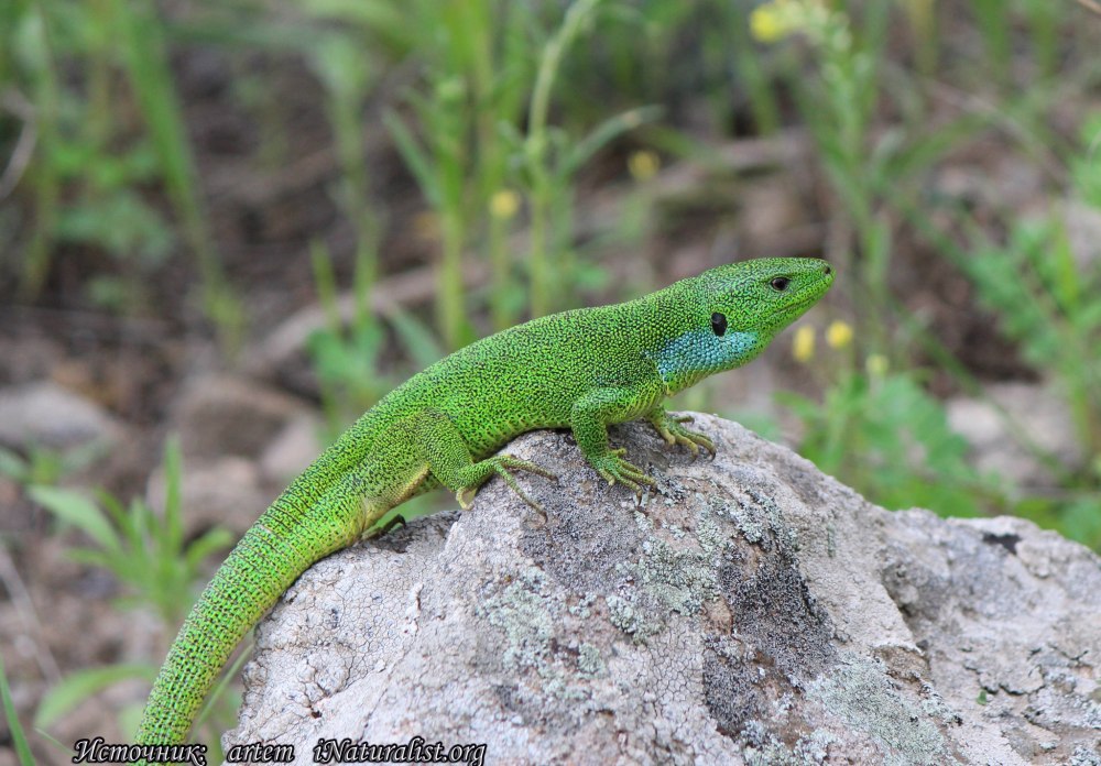 Зеленобрюхая ящерица