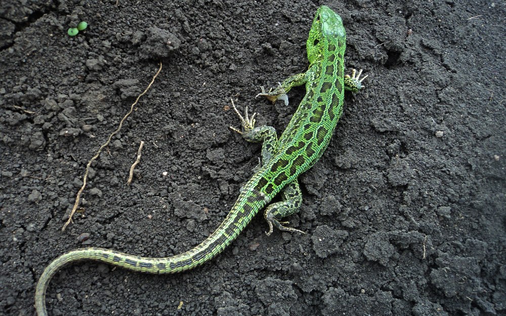 Зеленая прыткая ящерица