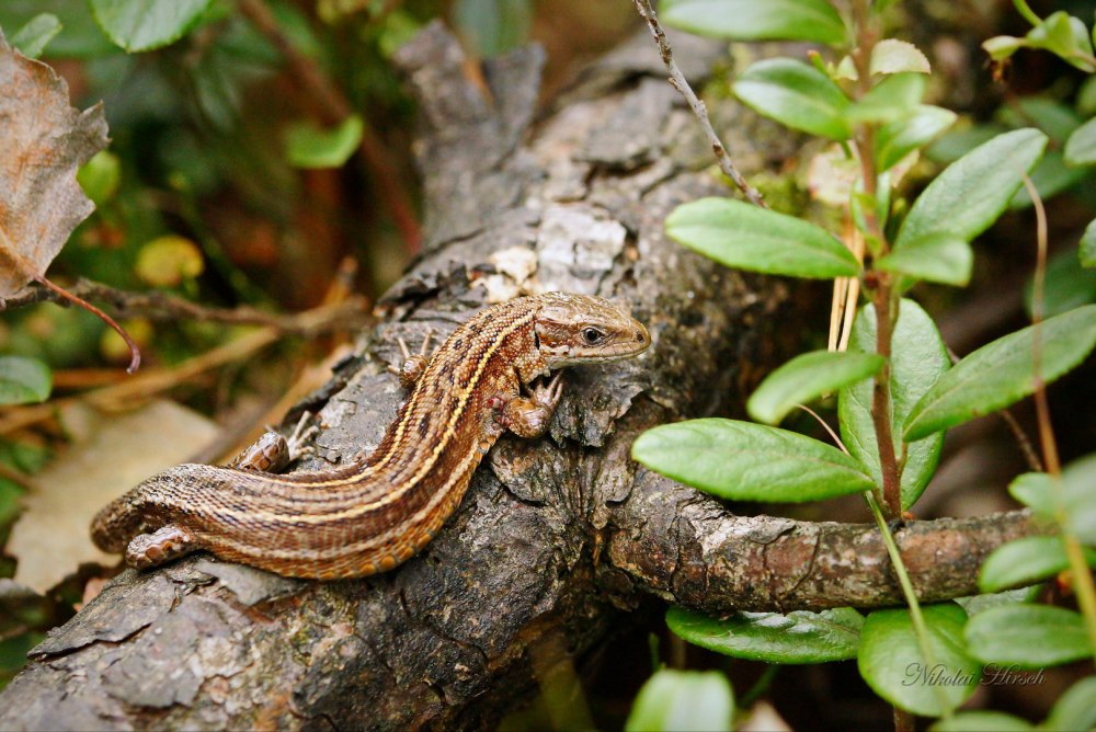 Живородящая ящерица