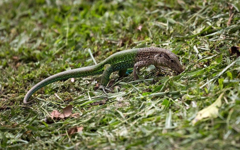 Пресмыкающиеся прыткая ящерица